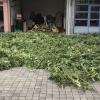 Rund 190 Cannabis-Pflanzen hat die Polizei in einem Maisfeld bei Schmelchen (Markt Altomünster) abgeerntet. Hier die abgeernteten Pflanzen im Hof der Polizei.