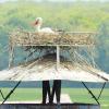 Noch brütet der Storch in Dillingen. Das nasskalte Wetter setzt den Vögeln aber zu. 