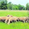 Schafe werden in der Deuringer Heide gehalten, um den Boden zu verdichten. Nun wird darüber nachgedacht, dort auch Rinder und Pferde zu halten. Foto: Lode