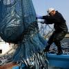 30 Prozent eines jeden Fischfangs ist "Beifang" und landes als solcher tot oder schwer verletzt wieder im Wasser. Die EU will das nun ändern.