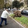 Ein Mann fotografiert einen umgestürzten Baum, der bei heftigen Unwettern mit Starkregen und Sturmböen entwurzelte und auf ein Auto kippte. 