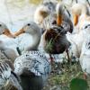 Derzeit grassiert die größte jemals dokumentierte Vogelgrippewelle bei Vögeln - sie erstreckt sich über mehrere Erdteile.
