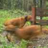 „Durchgedreht“ haben diese beiden Hunde nach Ansicht von Jagdaufseher Maier, als sie im Auwald bei Senden Jagd auf eine trächtige Rehgeiß machten. Das Foto hat eine automatische Wildkamera gemacht.