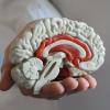 Das Modell eines menschlichen Gehirns. Foto: Armin Weigel dpa