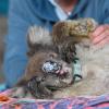 Ein verletzter Koala mit eingesalbter Nase ruht sich im "Kangaroo Island Wildlife Park" nahe Adelaide aus.