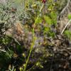 Die neue entdeckte Art Drosera atrata (Schwarzer Sonnentau). Ein deutsch-australisches Wissenschaftsteam hat neue fleischfressende Pflanzen entdeckt - mit Hilfe des Internets.