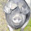 Ein friedliches Grunzen verrät, dass sich das Schwäbisch Hällische Schwein rundum wohl und zufrieden fühlt.