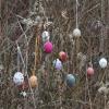 Was hat es mit den Eiern auf sich, die in Scheuring entlang eines beliebten Spazierwegs in den Büschen hängen? Die Aufklärung liefert die Künstlerin Katrin Engel-Meyer. 