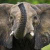 Sind Elefanten jetzt noch bedrohter als vorher?