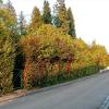 An der Spitalgartenstraße in Oberelchingen könnte eine Mehrgenerationen-Wohnanlage entstehen. 	
