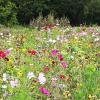 Eine naturbelassene Wiese mit zahlreichen bunten Blumen ist ein Biotop, nichts darf verändert werden.  	