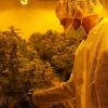 Mike Toniolo, Inhaber des Schweizer Cannabis-Unternehmens «TB Farming» überprüft seine legalen Marihuana-Pflanzen.