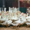 Wegen der kursierenden Vogelgrippe sind Geföügelzüchter immer wieder in Sorge.