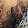 Die Raupenhärchen des Eichenprozessionsspinners sind giftig. Unser Leser Jens Kunze hat an der Lechstaustufe ein Nest in einem Baum entdeckt. 