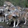 In Deutschland gibt es seit 1996 wieder Wölfe, in Bayern seit 2006. Die deutsche Wolfspopulation nimmt derzeit pro Jahr um etwa 30 Prozent zu. 