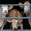 Gegen einen landwirtschaftlichen Betrieb in Thannhausen werden schwere Vorwürfe erhoben. Bei der Rindermast herrschen nach Aussage der Tierschutzorganisation Peta katastrophale Zustände. Das Veterinäramt des Landkreises Günzburg beschäftigt sich schon seit Jahren mit dem Landwirt. 
