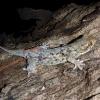 Geckos auf Madagaskar können bei einem Angriff blitzschnell ihre gesamte Haut abstreifen. Der Angreifer bleibt mit einem Maul voller Schuppen zurück.