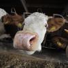 Ein neuartiges Virus hat in diesem Sommer offenbar bei Milchrindern in Nordrhein-Westfalen Fieber ausgelöst.