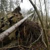 Das Sturmtief Antonia ließ etliche Bäume im Augsburger Land umstürzten. Außerdem kam es zu einigen Unfällen. 