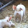 Die Schweine kommen zu hundert Prozent aus der eigenen Erzeugung und werden auf dem Hof in Friedberg auf viel Stroh gehalten.  	