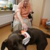 Der Malteser-Hilfsdienst hat mit Hunden gute Erfahrungen bei alten und gehandicapten Menschen gemacht. Hundebesuche wie diese soll es nach dem Wunsch der Malteser bald auch im Landkreis Neuburg-Schrobenhausen geben. 
