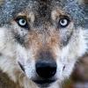 Das überfahrene Tier im Landkreis Neu-Ulm war vermutlich ein junges Wolf-Weibchen.