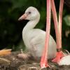 Ein Flamingo-Küken in einem britischen Zoo. Auch in Augsburg ist ein Jungtier geschlüpft.