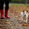 Vorsicht beim Gassigehen: In Aichach legt ein unbekannter Hundehasser immer wieder Giftköder aus.