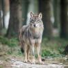 Das Landesamt für Umwelt hat am Mittwochabend bestätigt, dass das im April bei Biberbach entdeckte tote Lamm von einem Wolf gerissen worden ist.