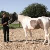 Der Besitzer der Westernstadt in Dasing, Fred Rai, hat eine Methode entwickelt, wie er Pferde ohne Gewalt ausgebildet werden können.