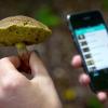 Pilze, Bäume, Blumen: Mit der App „raus geht´s“ sollen Kinder mit dem Handy die Natur entdecken.  	