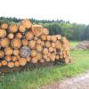 Nur Holz, das gegen Borkenkäfer gespritzt ist, darf auf dem Lagerplatz vor der Bauschuttdeponie Rieblingen abgelagert werden. Sonst geht davon eine Gefahr für gesundes Holz aus. Einen entsprechenden Anschlag wird es demnächst geben. 