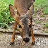 Ein Reh ist in Oberneufnach von zwei Hunden verfolgt und dann getötet worden. (Symbolfoto)