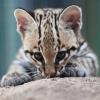 Der junge Ozelot "Diego" erkundet am Dienstag (22.05.2012) im Raubtierhaus des Zoos in Berlin sein Gehege. Der Ozelotnachwuchs kam am 10. März zur Welt und hört laut einem Mitarbeiter des Zoos auf den Namen Diego. 