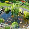 Im eigenen Teich oder im Garten: Wir haben alle Infos zur Sumpfdotterblume für Sie.