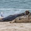 Heringsmöwe und Kegelrobben auf Monomoy Island. Die Vogelgrippe hat in den letzten Monaten für viele Todesfälle unter Möwen und Robben gesorgt.