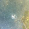 Das Bild zeigt eine Süßwasserqualle im Kellmünzer See. Die Tierchen sind hier gesichtet worden. Sie sind harmlos und stellen für den Menschen keine Gefahr dar.