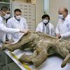Forscher untersuchen das Baby-Mammut Ljuba, das 42.000 Jahre im sibirischen Permafrostbioden lag, bevor es 2007 von einem Rentierhirten per Zufall gefunden wurde.  