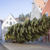 Die Marktgemeinde Dießen sucht noch zwei Christbäume. Ganz so groß wie dieses Exemplar aus Landsberg müssen sie nicht sein, acht bis zehn Meter Höhe genügen.