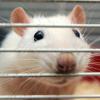 403490 Ratten starben 2011 in deutschen Tierversuchslaboren.