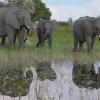 Die Wanderrouten der Elefanten sind durch ein Ölprojekt an der Grenze zu Namibia gefährdet. In Botswana lebt die größte Elefantenpopulation der Welt. 