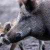 Wildschweinfleisch kann in Bayern immer noch radioaktiv belastet sein. 