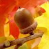 Im Herbst beeindruckt die Roteiche mit ihrer besonders schönen Laubfärbung und Eicheln, die größer sind als die der heimischen Stieleiche. 