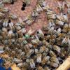So sieht ein gesundes Bienenvolk samt Brut aus: Alles schart sich um die Königin – gut erkennbar an der grünen Markierung. Die Zahl der Honigbienenvölker im Landkreis steigt stetig. Aber es sind nur rund halb so viele wie noch vor dreißig Jahren.  	
