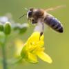 Bestimmte Insektizide geraten immer mehr unter Verdacht, Bienen zu gefährden. Drei davon sind nun verboten.