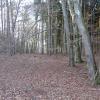Die Pflöcke für die Abholzungen sind schon gesetzt: Im Auwald in Wehringen soll Platz für ein Gewerbegebiet geschaffen werden.