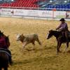 Bei den sportlichen Wettkämpfen der Westernreiter spielen in einzelnen Kategorien auch Rinder eine wichtige Rolle bei der Americana 2019 in Augsburg. 