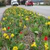 Diese Fläche am Ende der Zusmarshauser Straße ist eine von vielen, die die Stadt Wertingen zum Blühen gebracht hat. Im Moment erfreuen noch Osterglocken und Tulpen die Autofahrer und Fußgänger. Später im Jahresablauf werden wieder die Stauden blühen und Gräser wachsen. 	 	