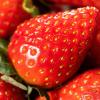Erdbeeren haben sehr viel Vitamin C und auch Folsäure ist ausreichend vorhanden. Ein Überblick mit allen Vitaminen.