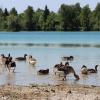 Die Graugänse mögen den Weitmannsee, doch für Badegäste können sie ein Ärgernis sein.